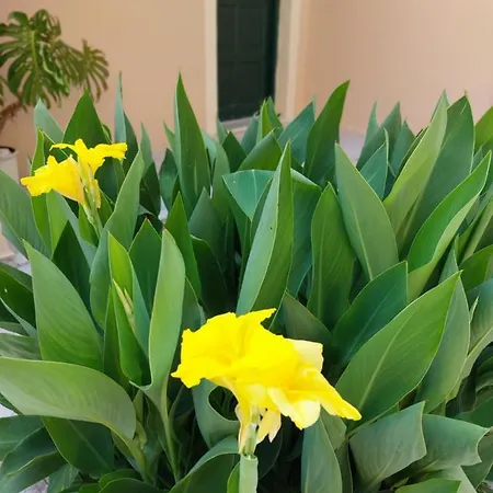 Zoi & Alexia 4* Ípszosz