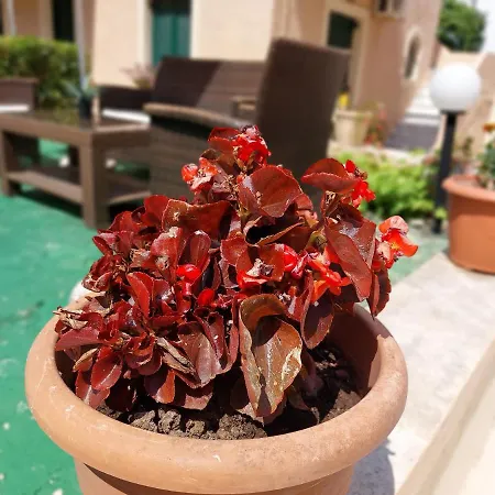 公寓式酒店 Zoi & Alexia 4*